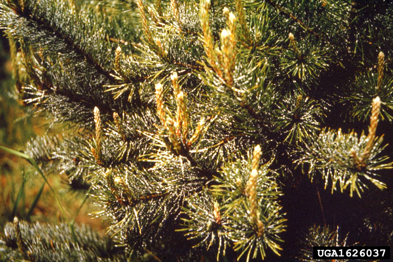 pine needle scale damage