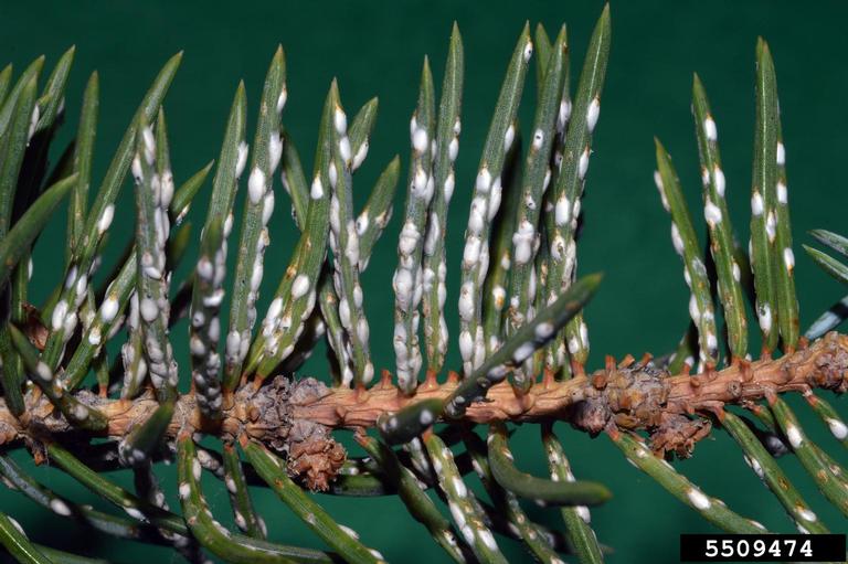 pine needle scales