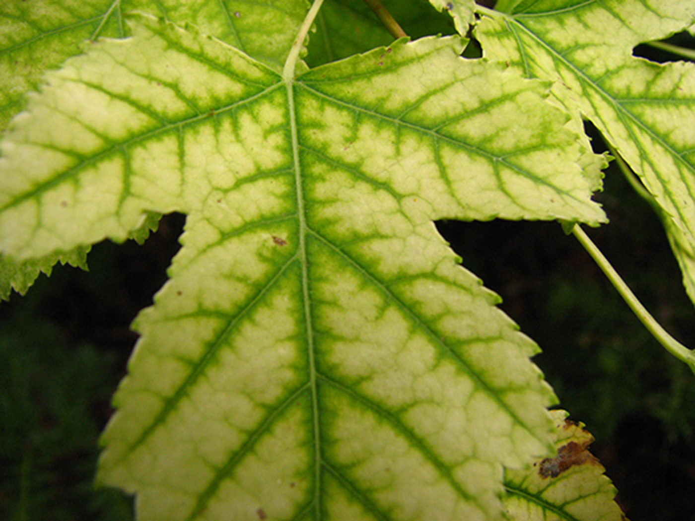 Iron chlorosis on maple leaves.