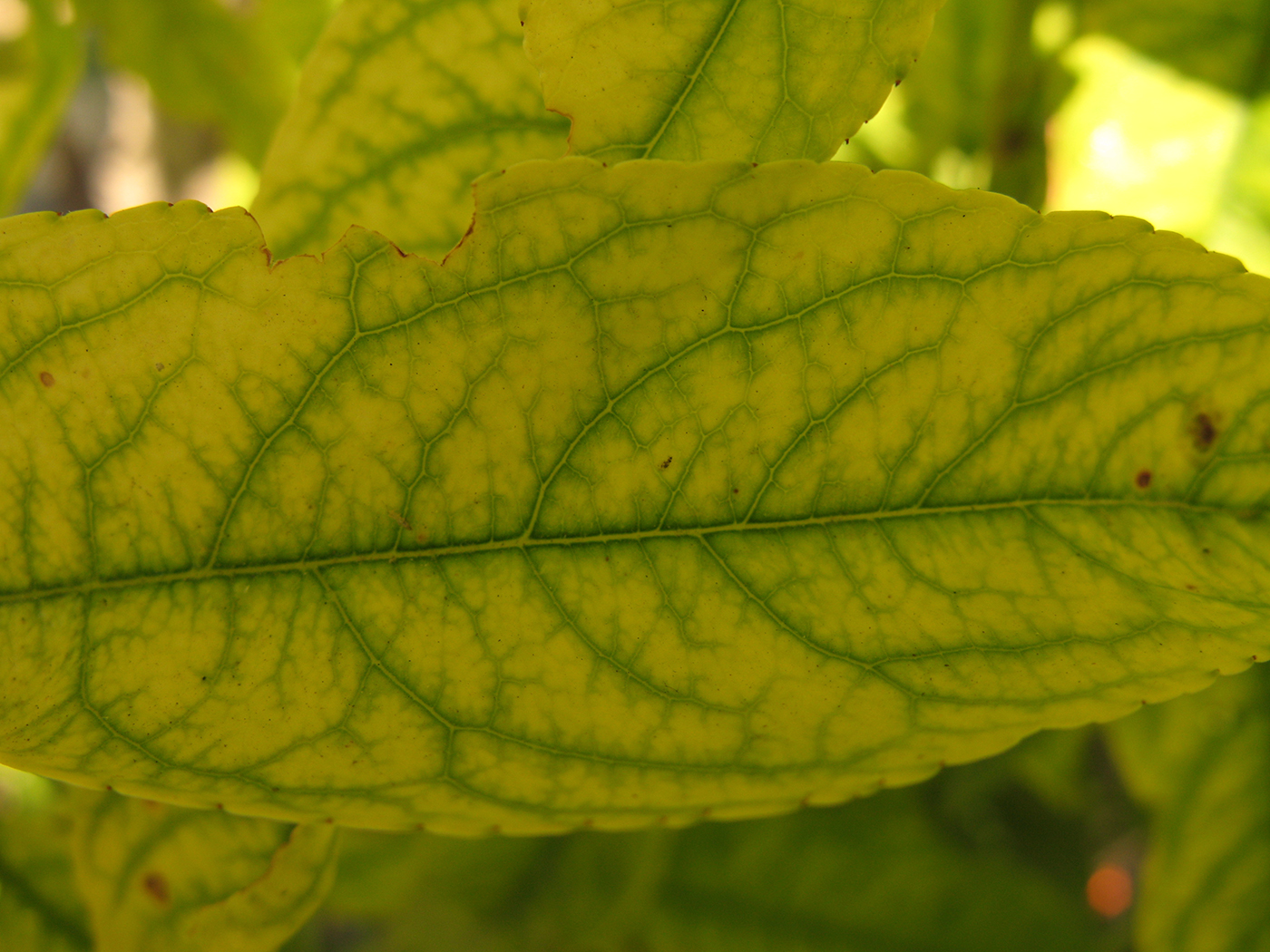 Leaf with iron chlorosis.
