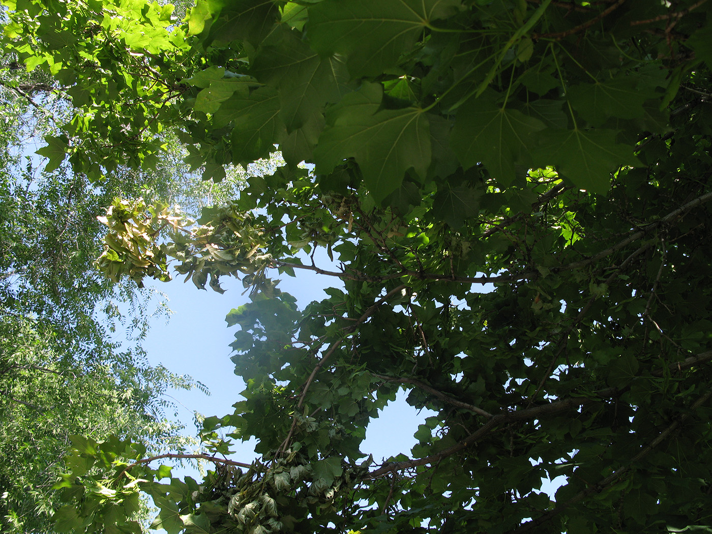Verticillium wilt in trees.