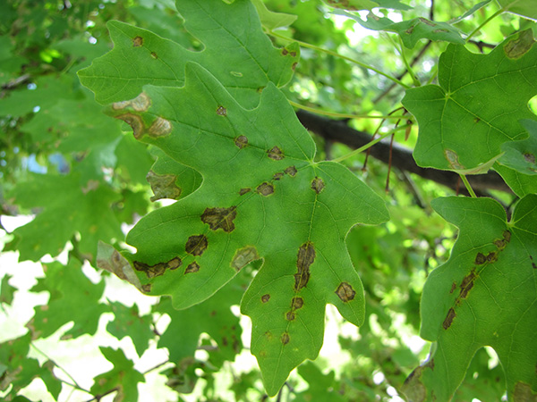 Symptoms of anthracnose on maple leaves.