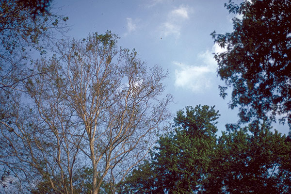 A sycamore infected with anthracnose. Trees may be defoliated by mid to late summer depending on severity of infection.
