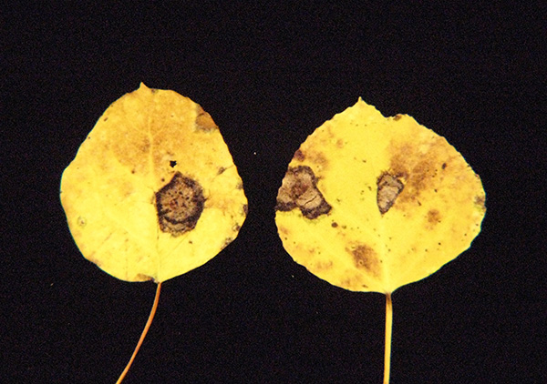 Classic late season aspen leaf spot lesions, with lighter centers and dark margins.