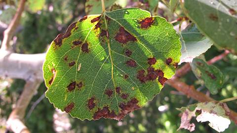 aspen leaf spot