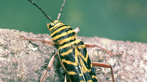 Locust Borer