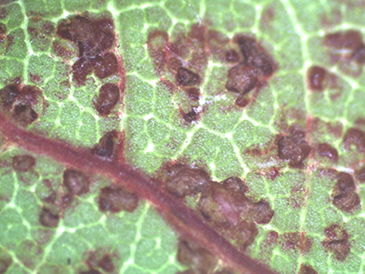 Close-up of oedema. 