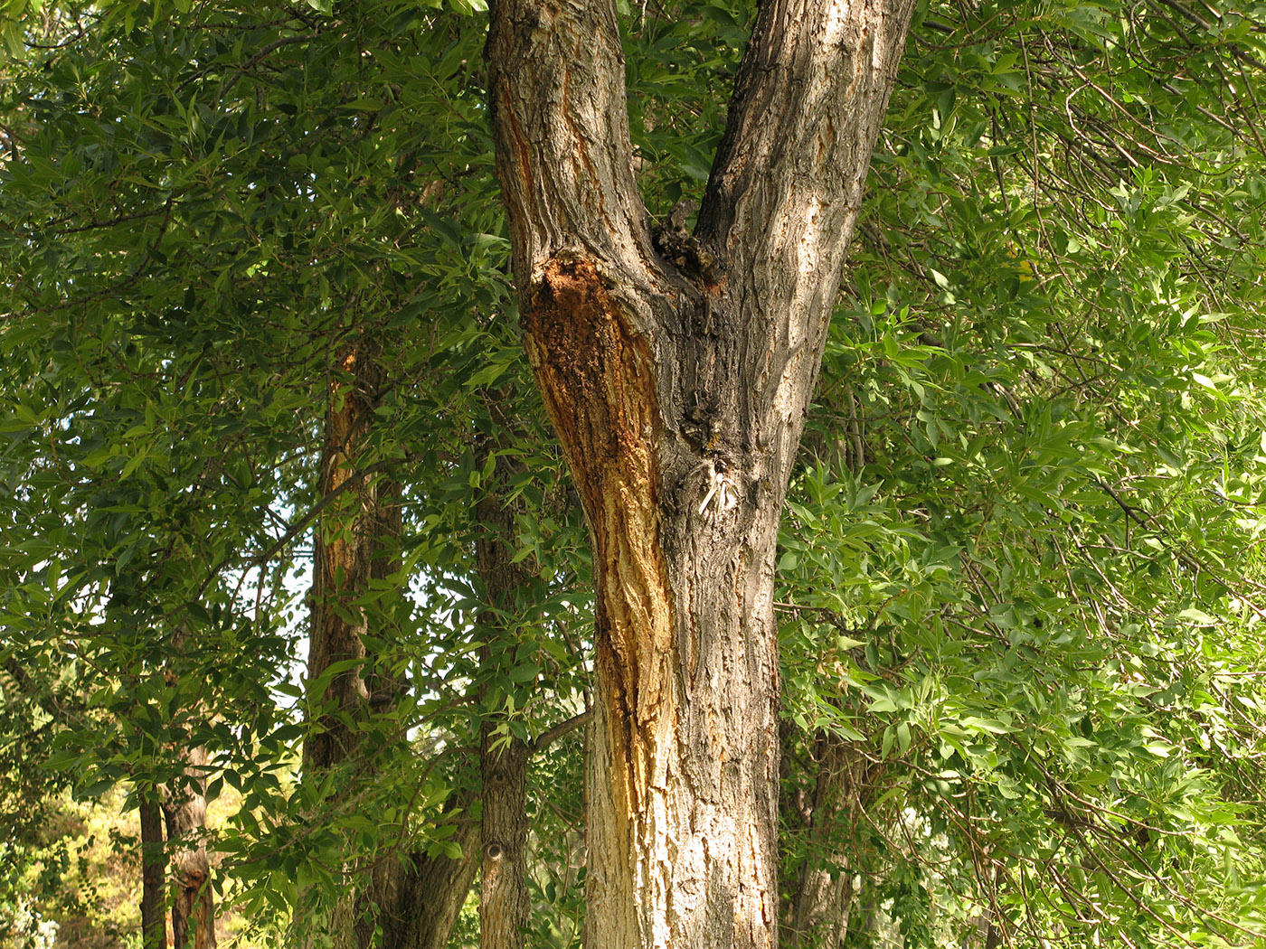 Slime flux on an elm tree.