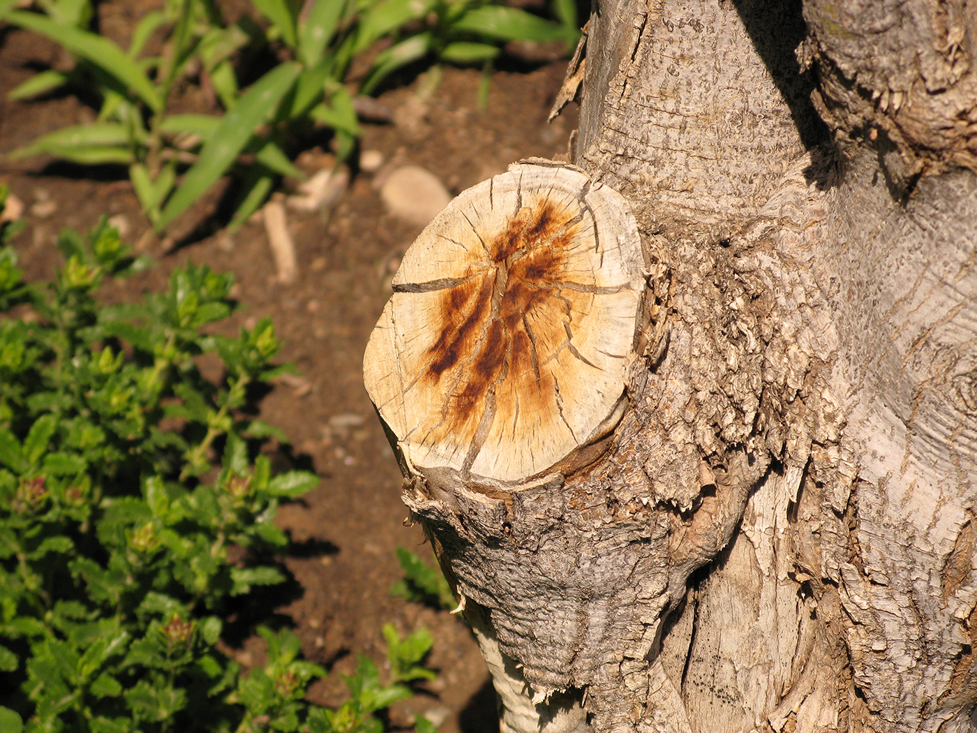 Verticillium wilt stain on tree trunk. 