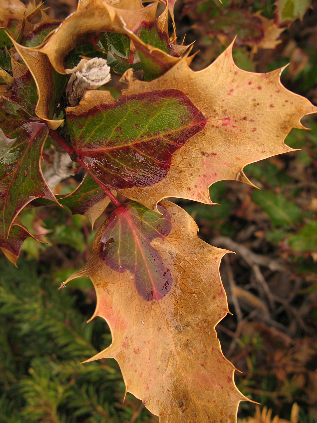 Winter injury on mahonia leaves. 
