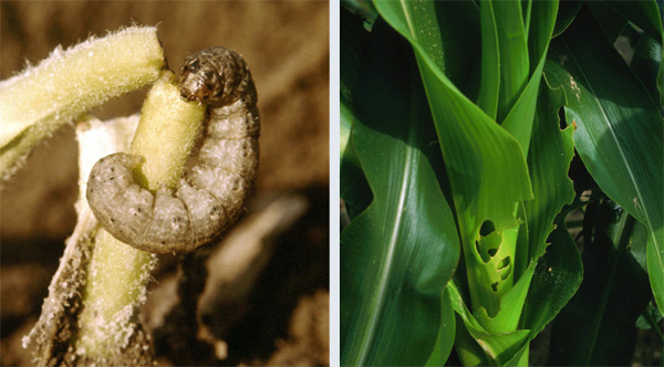 Typical cutworm damage on agricultural crops. <br><h6>(Left: Clemson University Extension, Bugwood.org; Right: David Riley, University of Georgia, bugwood.org)</h6>