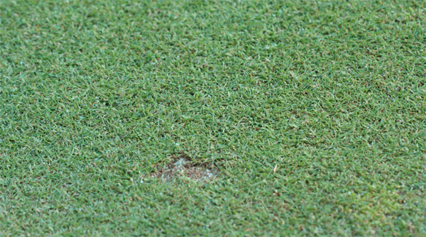 Typical “ball mark” pocket damage caused by cutworms on a putting green.
