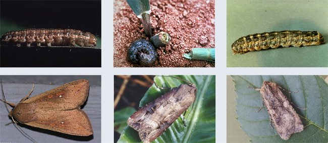 Left: True armyworm larva and adult. Middle: Black cutworm larva and adult. Right: Variegated cutworm larva and adult. <br><h6>(left: Alton N. Sparks Jr., University of Georgia, bugwood.org; Will Cook, carolinanature.com; middle: R. J. Reynolds Tobacco Company, bugwood.org; Ian Kimber, bugwood.org; right: University of Georgia Archives, bugwood.org; Ian Kimber, bugwood.org)</h6>