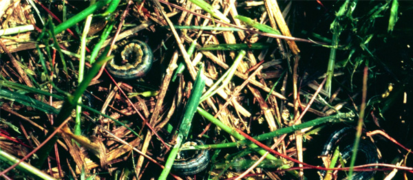 Scouting for armyworms and cutworms with a soap flush can be effective. <br><h6>(North Carolina Forest Archives, bugwood.org)</h6>