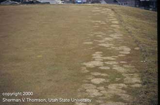 Irregular patches of dead turf characteristic of both gray and pink snow mold infections. This photo show both types of infection. The circles with a pinkish hue are pink snowmold, those with a lighter (almost bleached) appearance are gray snow mold infections.