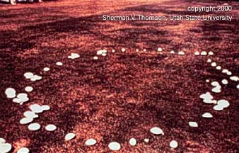 Fairy Ring with active fungal reproductive structures (mushrooms).
