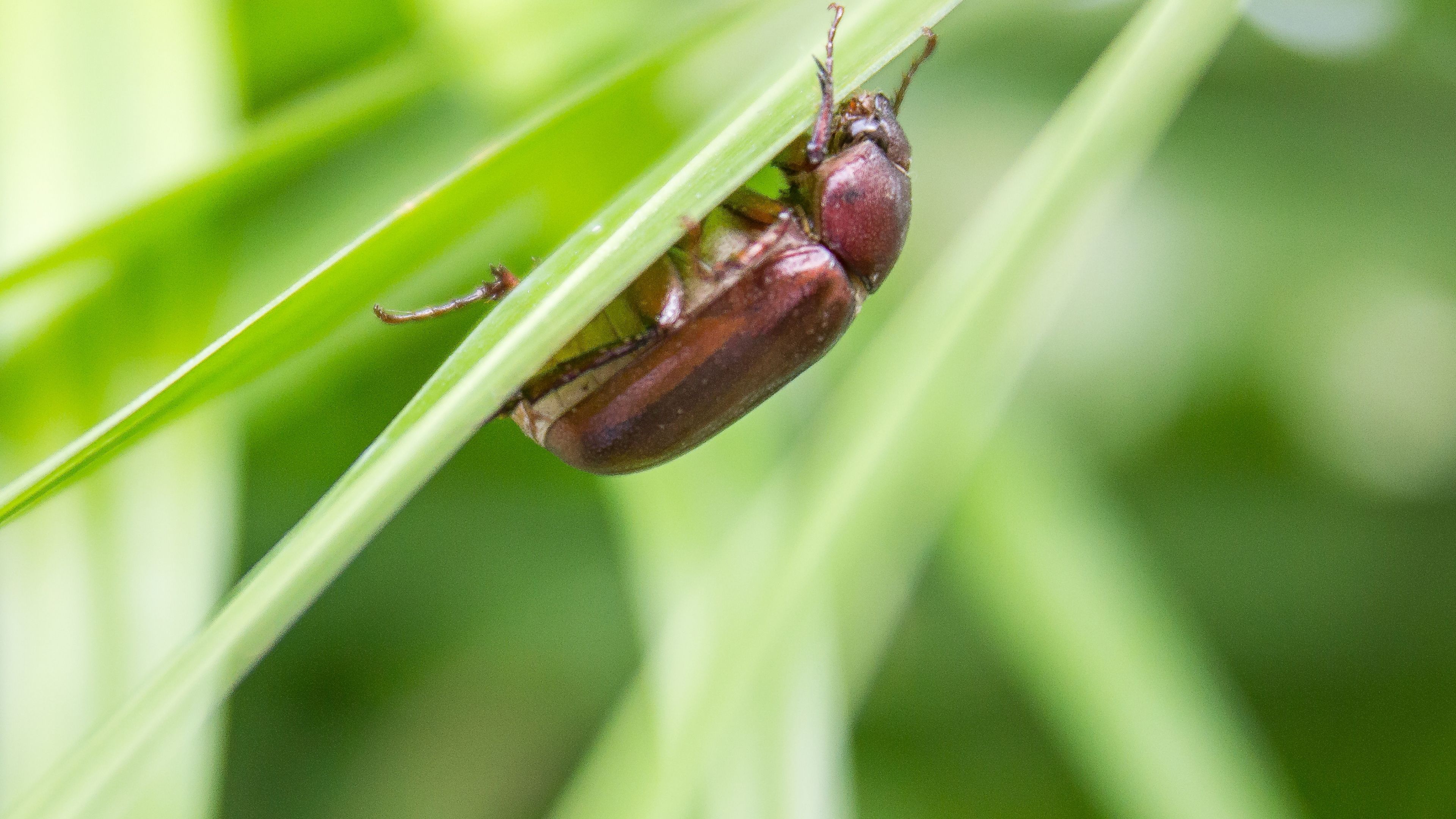 May/June Beetle