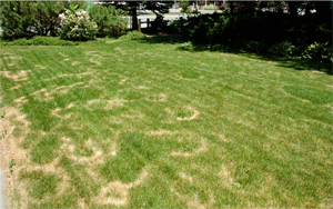 A lawn showing more severe symptoms with coalescing ring spots.