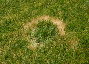 Often diseased patches will have areas of regrowth occurring in their centers.