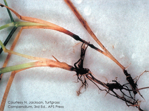 Blackening of roots and rhizomes of <i>Poa pratensis</i> by <i>Ophiosphaerella korrae</i>.