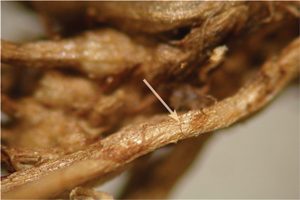 Dark hyphae of the NRS can be seen woven around a root of Kentucky bluegrass (at the tip of the arrow).