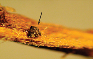 A pseudothecium of <i>Ophiosphaerella korrae</i> embedded in a turf root.