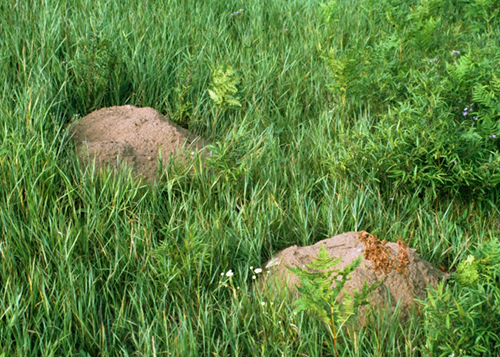 Pocket Gopher mounds