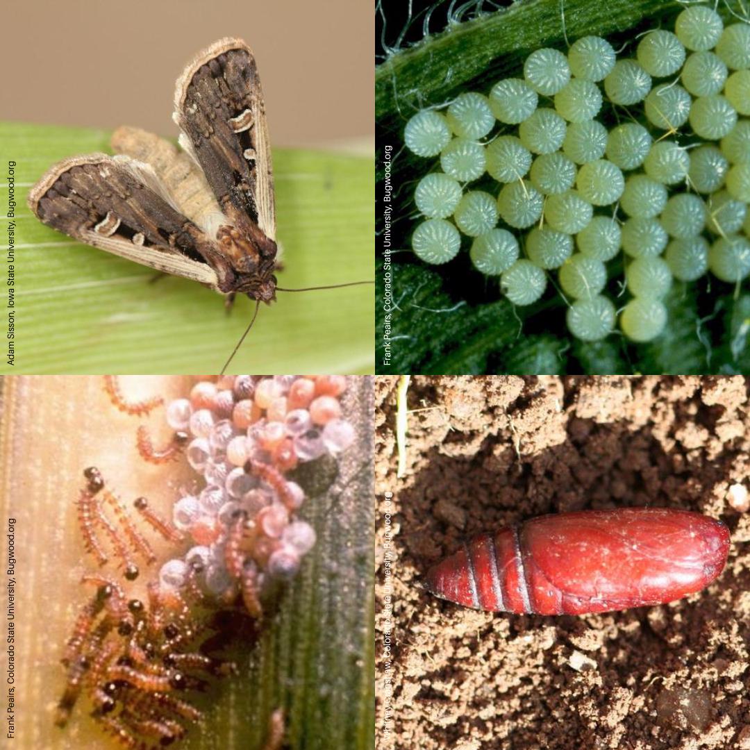 Western Bean Cutworm Life Stages