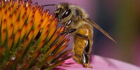 Fig. 1. European honey bees are docile and have been used in the U.S. for over 200 years.