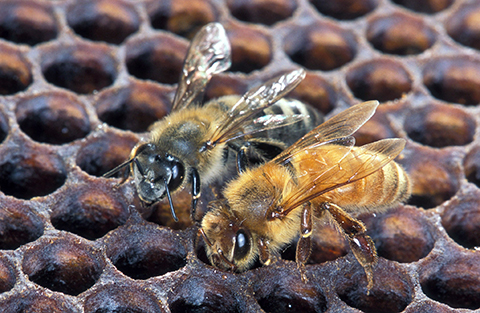 Fig. 2. Africanized honey bees (left) and European honey bees (right) are visually indistinguishable from one another.