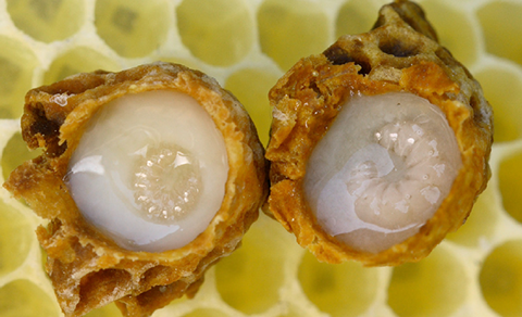 Fig. 3. Queen cups are larger than normal brood comb, and hold future queens and royal jelly.