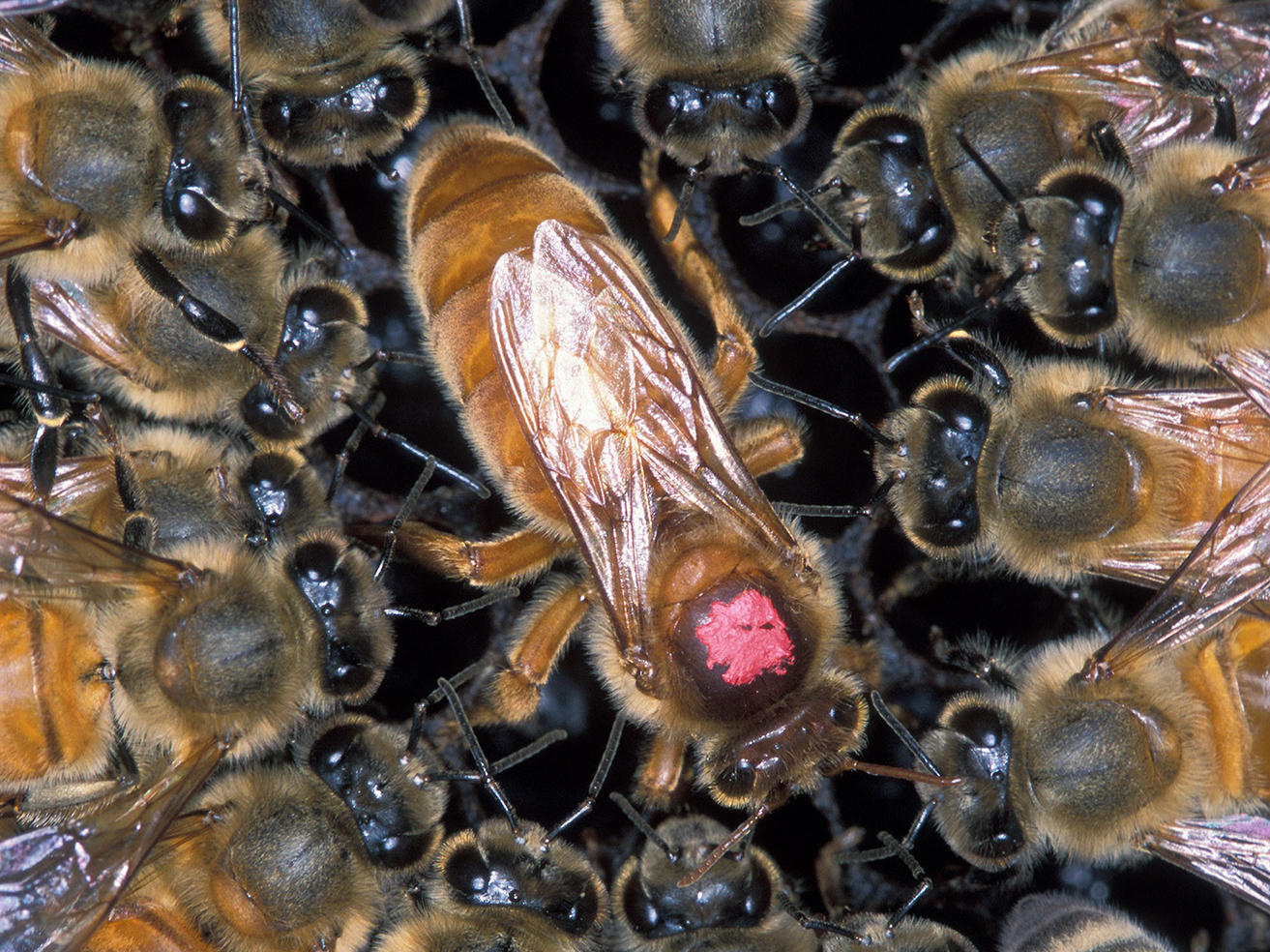 Fig. 6. A European honey bee queen (shown with red dot) surrounded by Africanized honey bees.