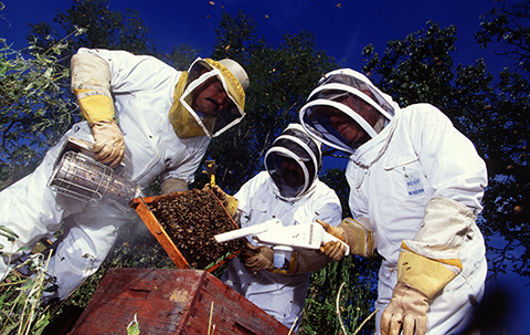 Fig. 9. Annual inspections will help monitor for healthy bees in Utah.