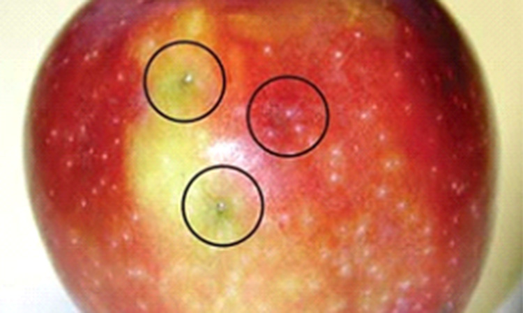 apple maggot ovipositor punctures on apple fruit