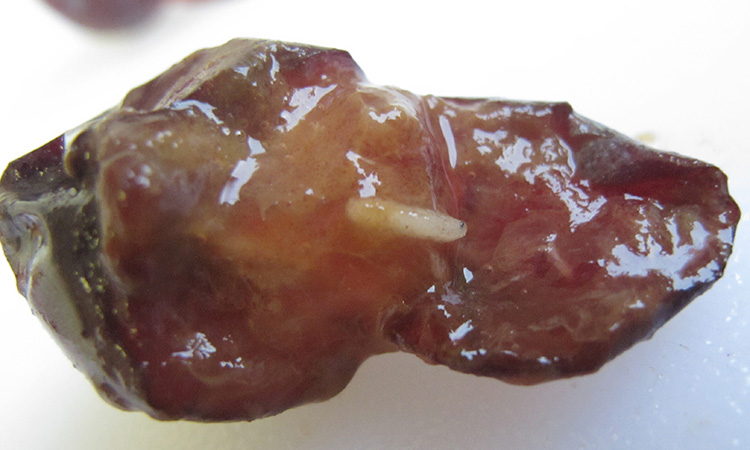 damaged plum flesh with maggot