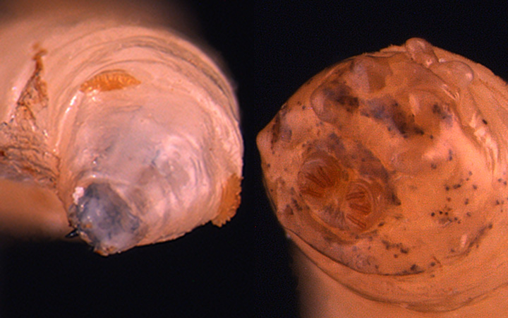 close up of apple maggot larva heads