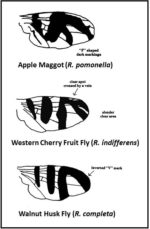 comparison of wing patterns between apple maggot and various flies