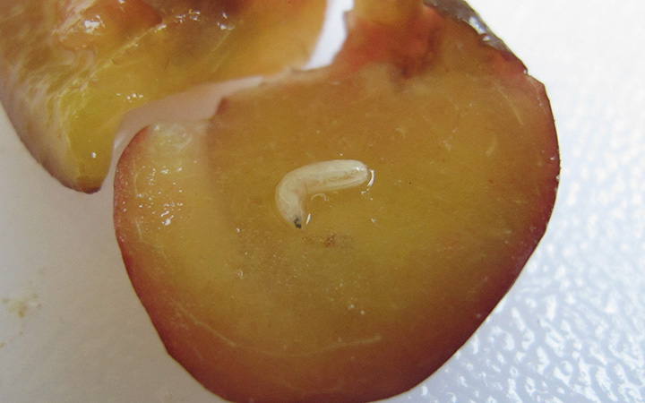apple maggot larva in plum