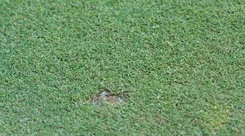 Fig. 4. Typical “ball mark” pocket damage caused by cutworms on a putting green.