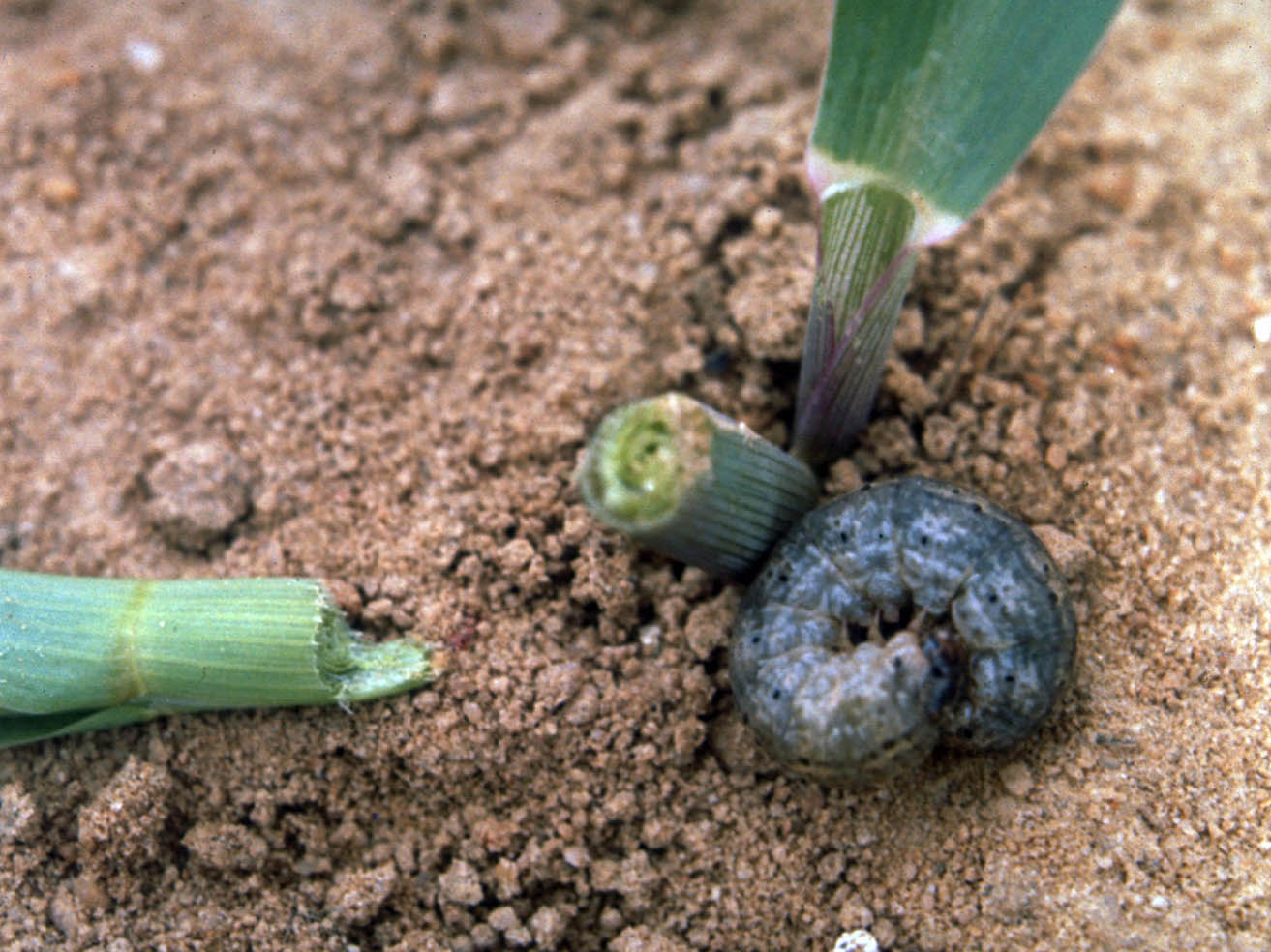 Figs. 7 and 8. Black cutworm larva and adult.