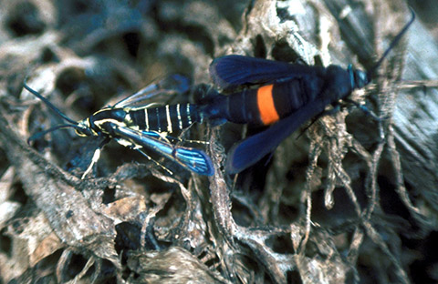 Fig. 1. Barrenador adulto del durazno macho (l) y hembra (r)