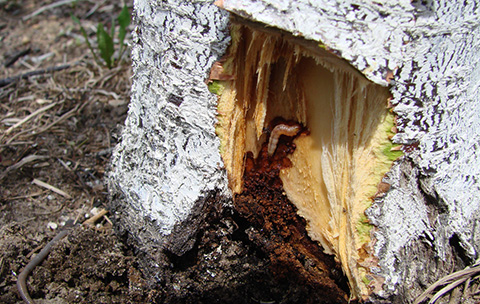 Fig. 6. Larva del barrenador del durazno y túnel debajo de la corteza del árbol.