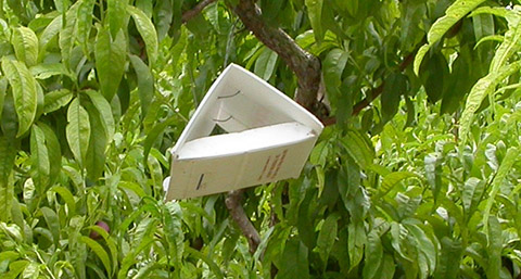 Fig. 7. Trampa delta para monitoreo de insectos.