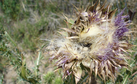 Fig. 1. Musk thistle is readily eaten by beneficial insects like thistle-head weevil larvae.
