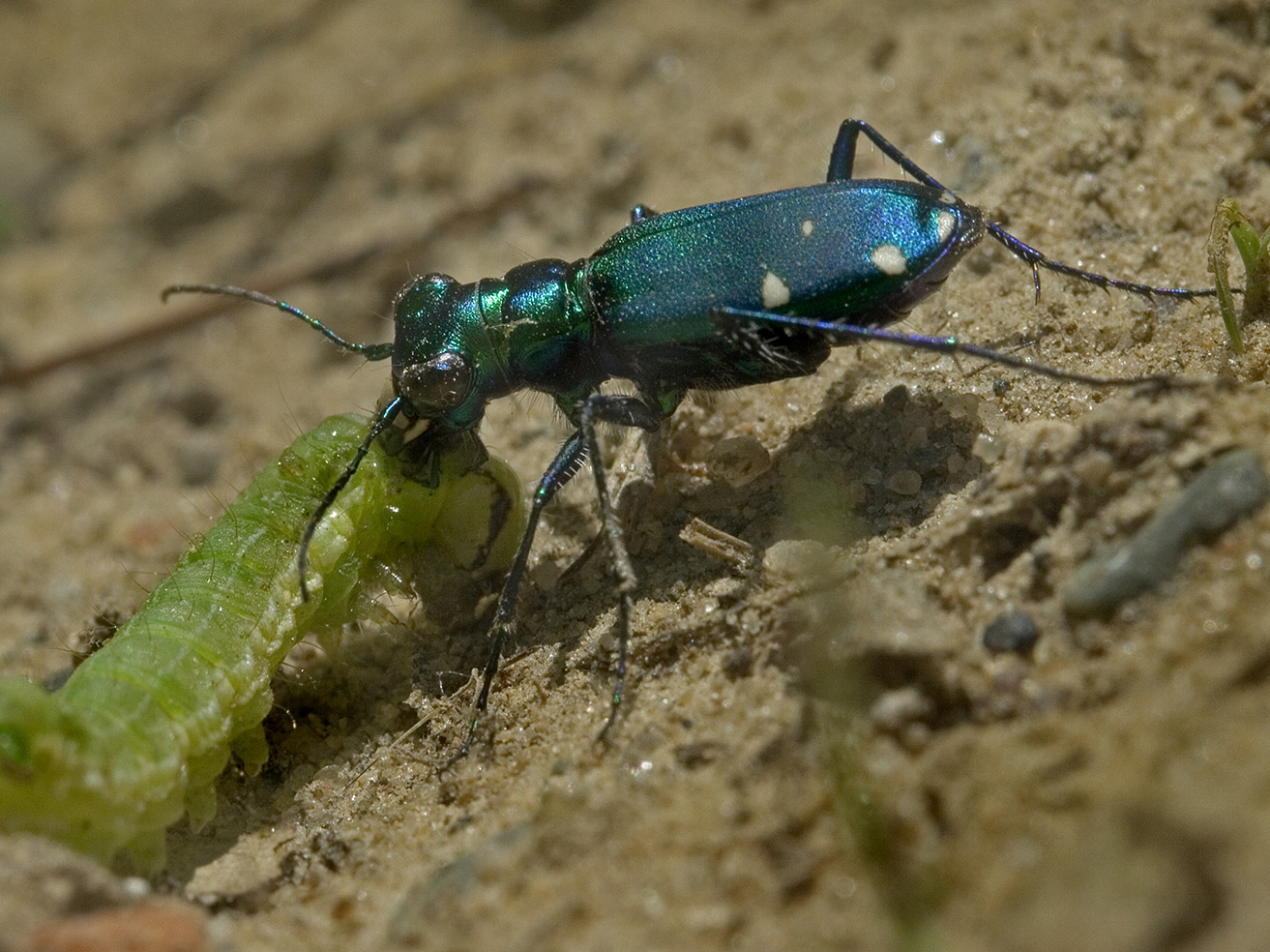 Fig. 10. Six-spotted tiger beetle adult attacking a caterpillar.