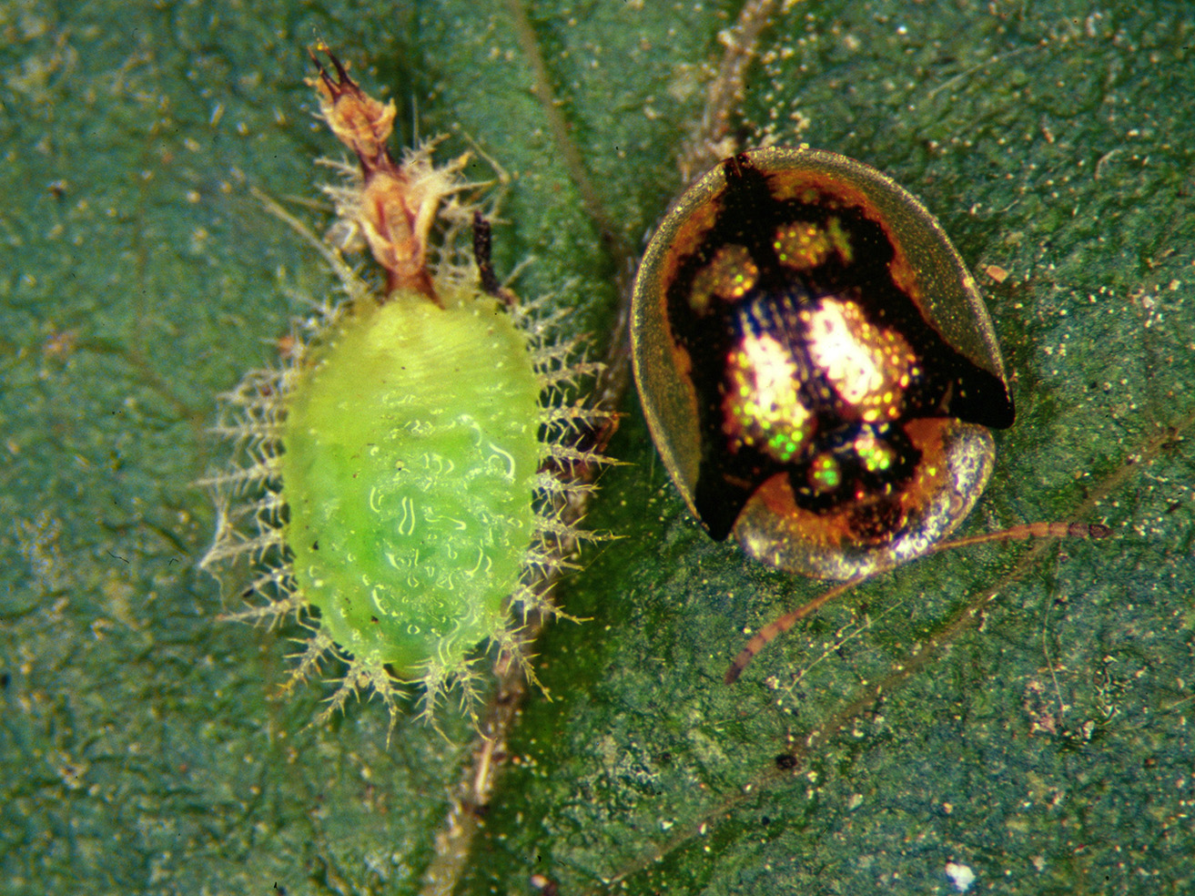 Fig. 12. Tortoise beetle larva and adult.