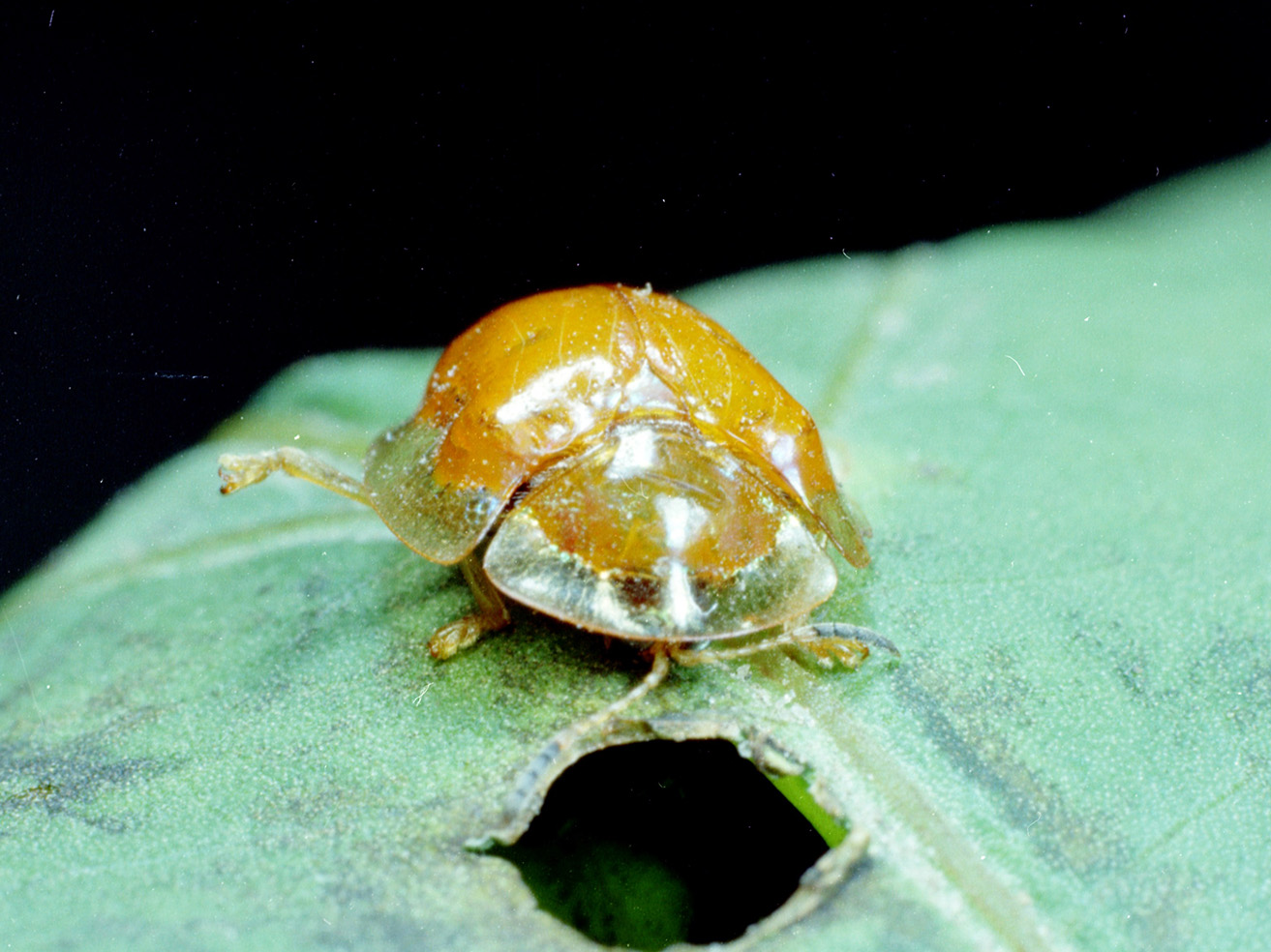 Fig. 13. Golden tortoise beetle adult.