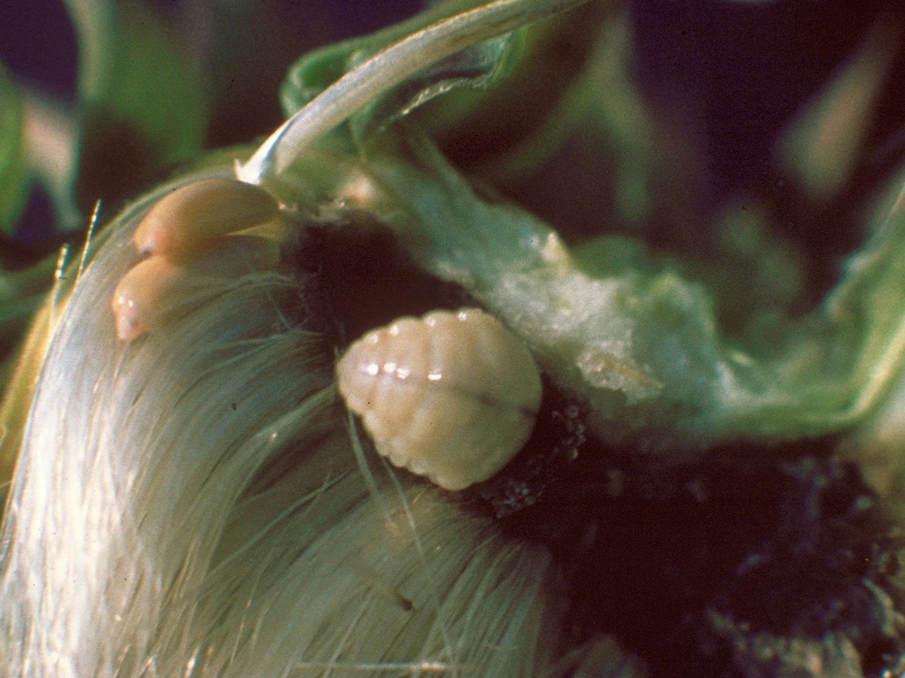 Fig. 17. Thistle-head weevil larva.