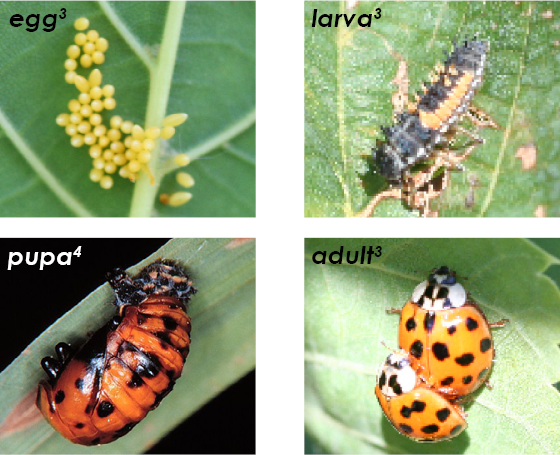 Fig. 3. Beetle life stages.