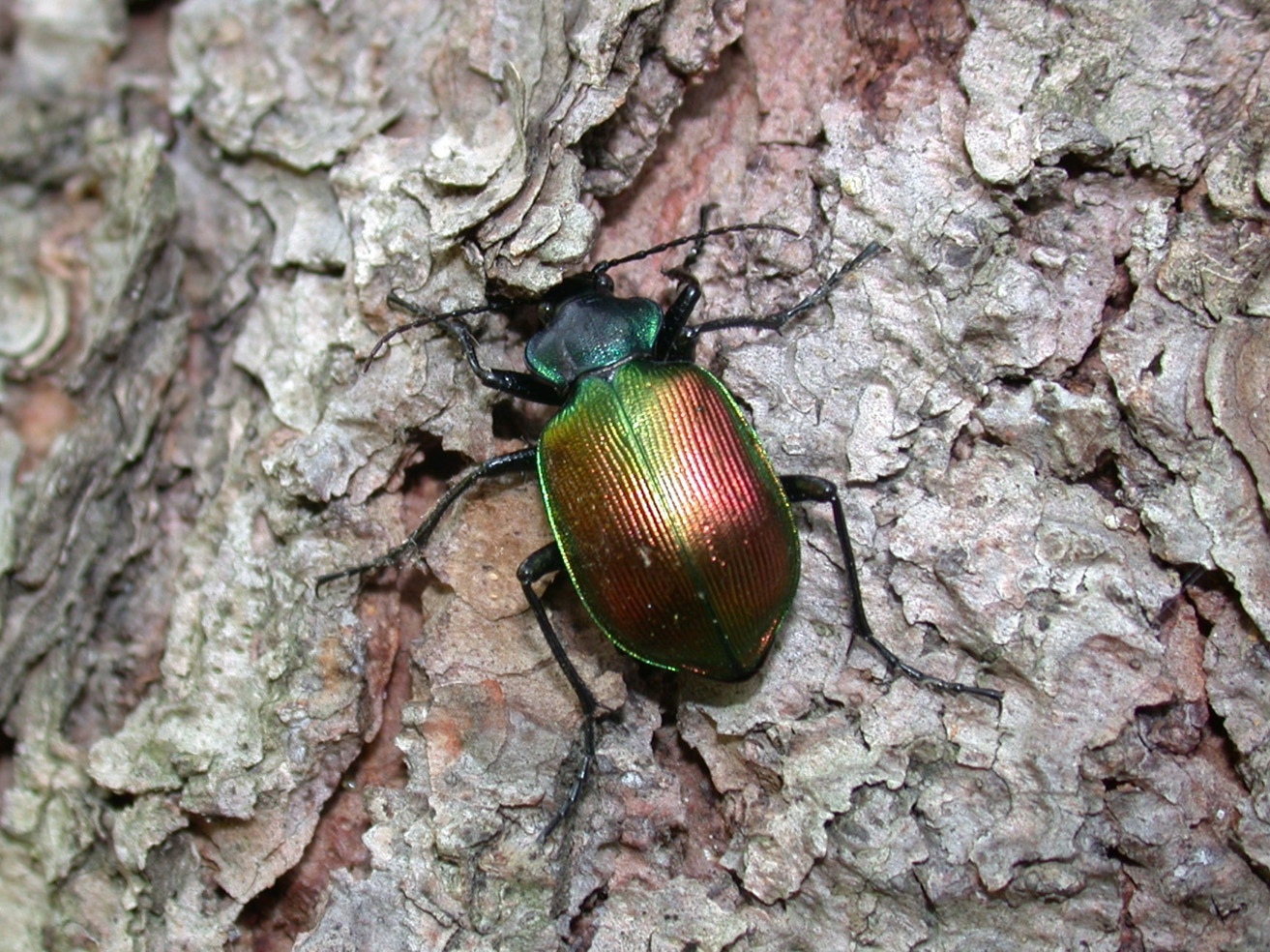 Fig. 4. Ground beetle adult.